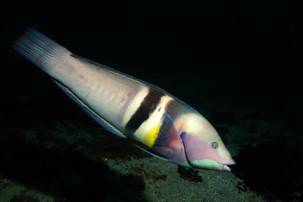 Sandagers Junker (Coris sandeyeri)