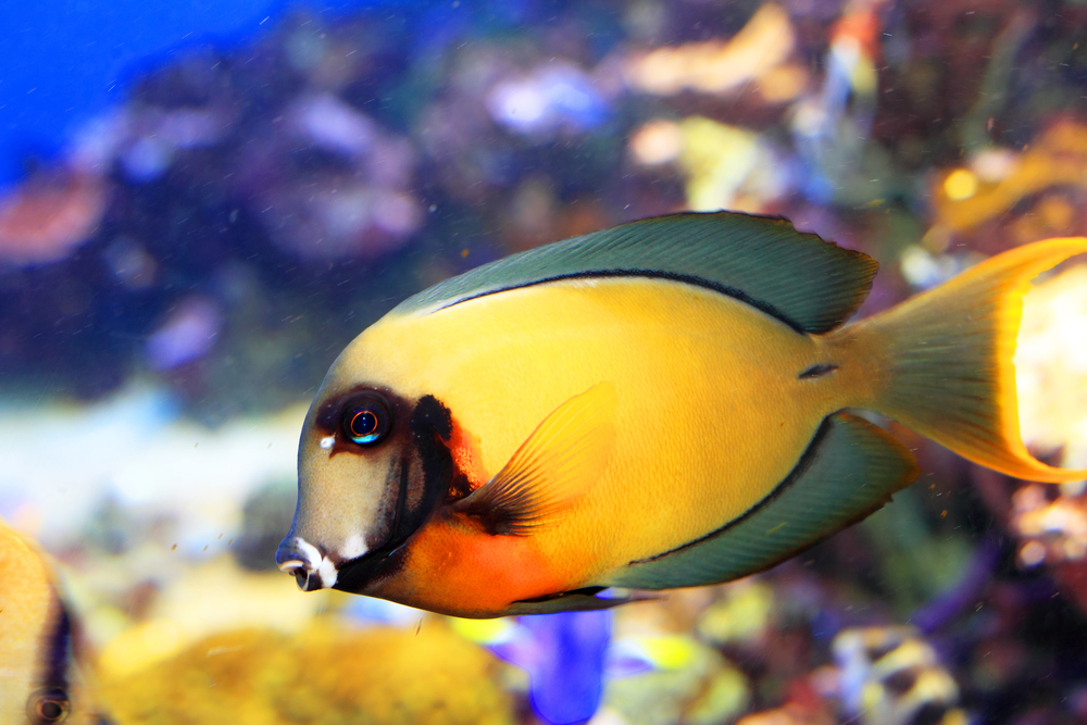 Schokoladen- oder Mimikrydoktor (Acanthurus pyroferus)