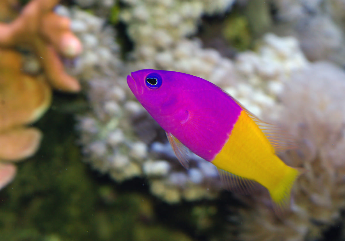 Zweifarben-Zwergbarsch (Pictichromis coralensis)