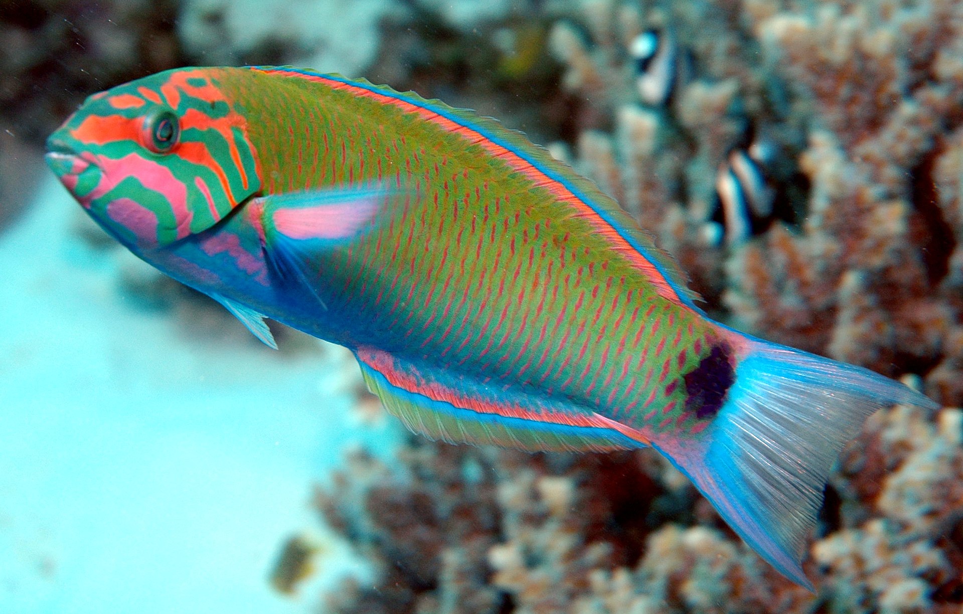 Mondsichel-Lippfisch (Thalassoma lunare)