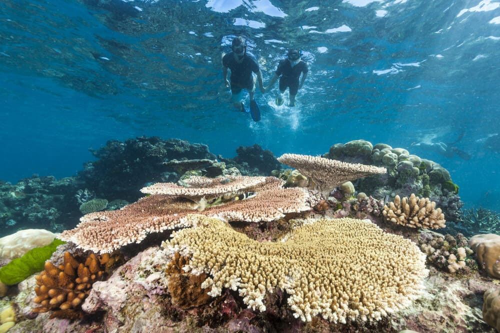 Riffschnorcheln Great Barrier Reef