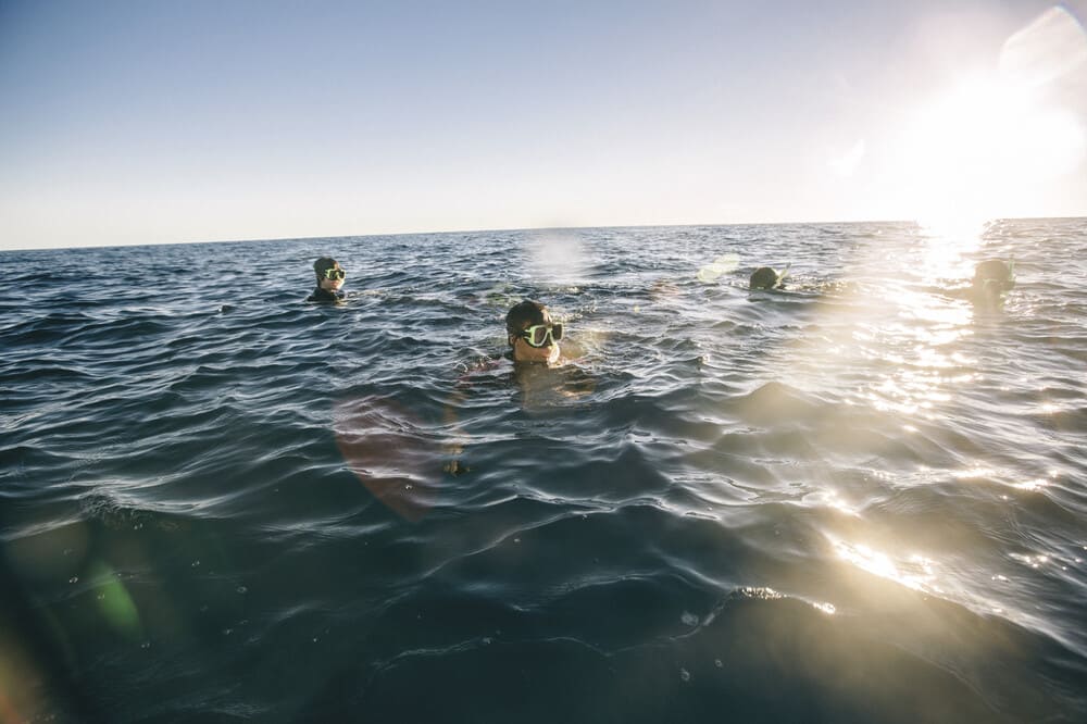 Schnorcheln vor Lady Elliot Island