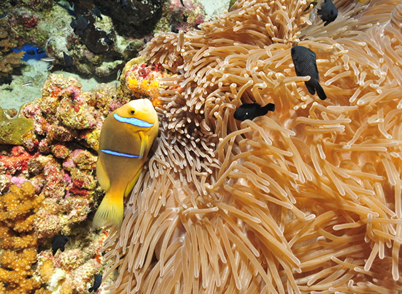 Anemone.jpg