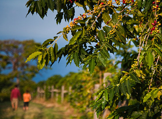 Plantage-Hawaii.jpg