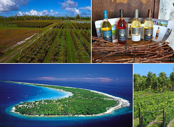 Wein-Collage.jpg