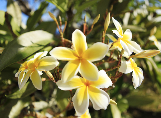 Blumen-Tikehau.jpg