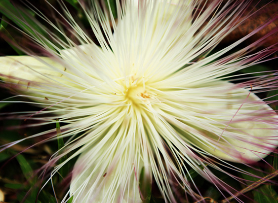 Tropische-Blume.jpg