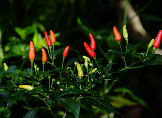 Paprika.jpg